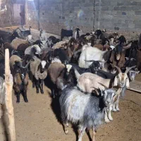 میش وشیشک