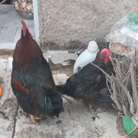 مرغ و خروس
