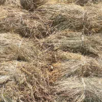 علف خشه یونجه چایی