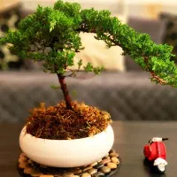 بن سای کاج خوش فرم