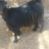 بزچاق