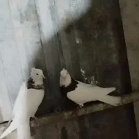 کفترشهرستانی دورگ.پلاکی ورنگی