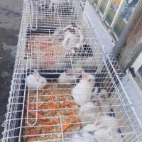 بچه خرگوش
