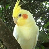 عروس هلندی ماده kharidaram