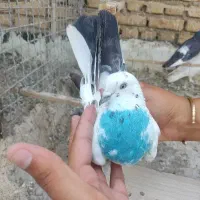 کفتر بلندی
