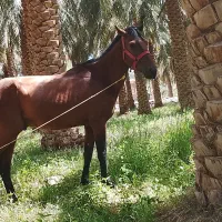 اسب|اسب و تجهیزات اسب‌سواری|نرماشیر, |دیوار