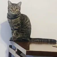 واگذاری رایگان گربه خانگی