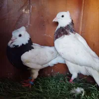 جفت کبوتر طوقی