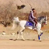 اسب عرب سواری دار