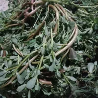 خرفه