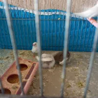 جوجه فنچ و فنچ بالغ نر