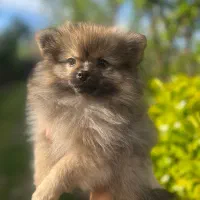 پامرانین ۸۰ روزه نر و ماده