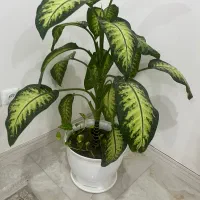فروش گل خونگی