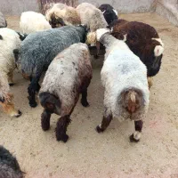 بره چاق تخت کیلو شیصد چهل هزار تومان