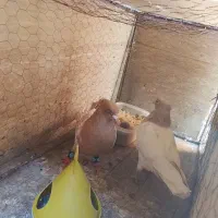 کفتر|پرنده|مشهد, دوست آباد|دیوار