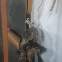 پرنده طاووس