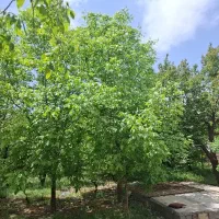 فروش-باغچه-باغ-زمین-مسکونی-رودبال-همایجان