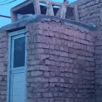 یک جفت طوله نروماده