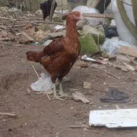 جوجه لاری ۴۵روزه ۸عدد