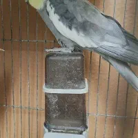 عروس هلندی نر سخنگو