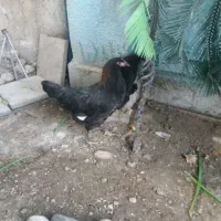 مرغ محلی کردستان