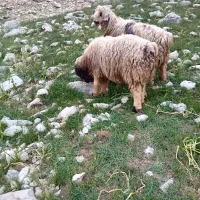 دوعدد قوچ|حیوانات مزرعه|بازفت, |دیوار