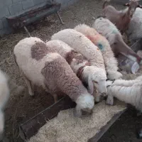 بره|حیوانات مزرعه|سده (خراسان جنوبی), |دیوار