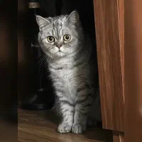 واگذاری گربه بریتیش سیلور ماده فوری
