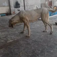 سگ پژدر ماده