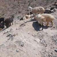 تعدادی گوسفند
