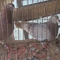 جفت یاهوجنس اصل