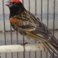 فروش یک عدد گل بسر نر