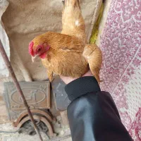 مرغ مینیاتوری (سبرایت)