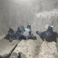 کبوتر|پرنده|بزمان, |دیوار