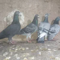 پلاکی