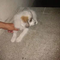 سگ‌پاکوتاه
