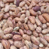 لوبیا چیتی