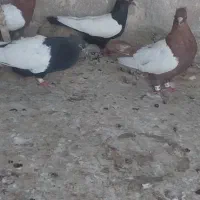 کفتر..ماده سینه سیاه