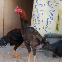 خروس لاری