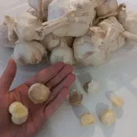 سیر