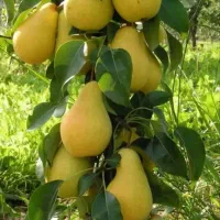 ارقام نهالهای خاص و لوکس
