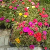 گل‌نازآفتابی