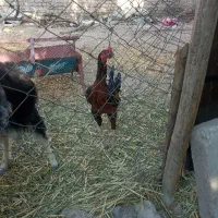 خروس و جوجه لاری