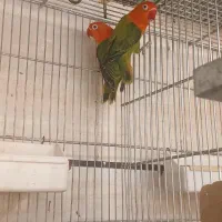 طوطی قناری برزیلی مرغ عشق فنج سهره