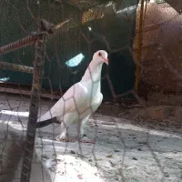 کبوتر