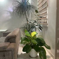 سه عدد گیاه آپارتمانی بزرگ