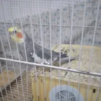 عروس هلندی نر