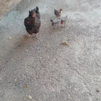 معاوضه باسه چرخه
