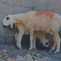 گوسفند مری جوان ودوقلوزا به همراه بره ماده