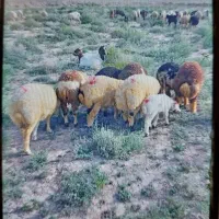 بره|حیوانات مزرعه|بیرجند, |دیوار